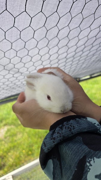 Rabbit for sale Carousel 2