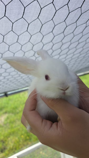 Rabbit for sale Carousel 2