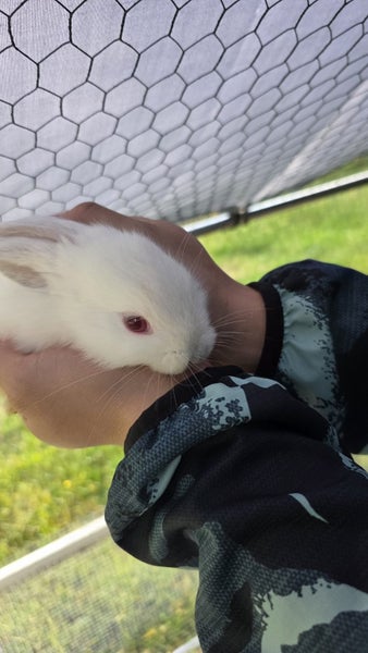 Rabbit for sale Carousel 6