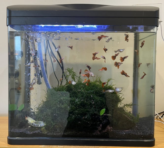 Fish Tank & Guppies64779635558275110