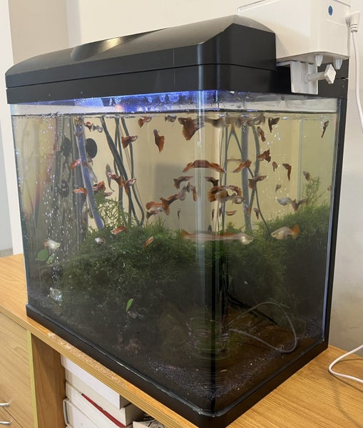 Fish Tank & Guppies64779635558275113