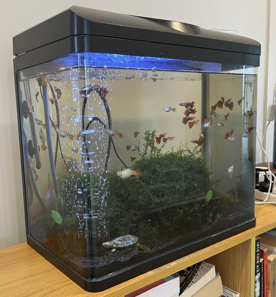 Fish Tank & Guppies64779635558275114