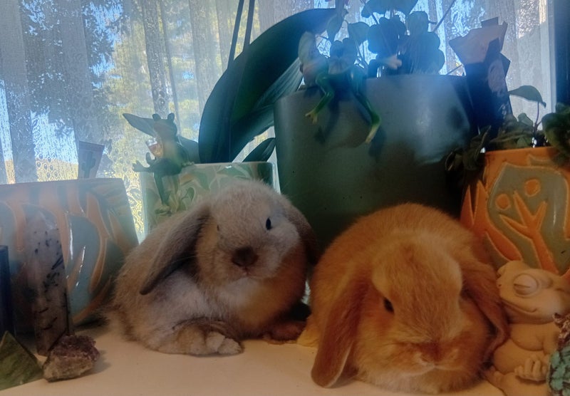 Purebred minilop babies - Ready for xmas Carousel 1