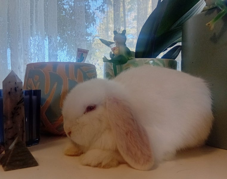 Purebred minilop babies - Ready for xmas Carousel 2