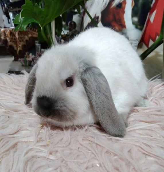 Purebred minilop babies - Ready for xmas Carousel 7