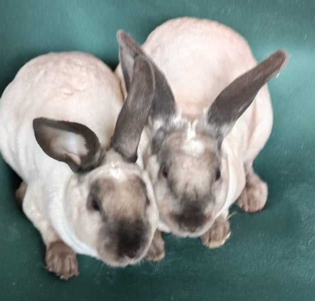 Rex rabbits Carousel 2