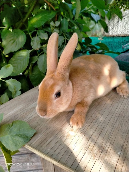 Dutch & Minirex kits Carousel 1