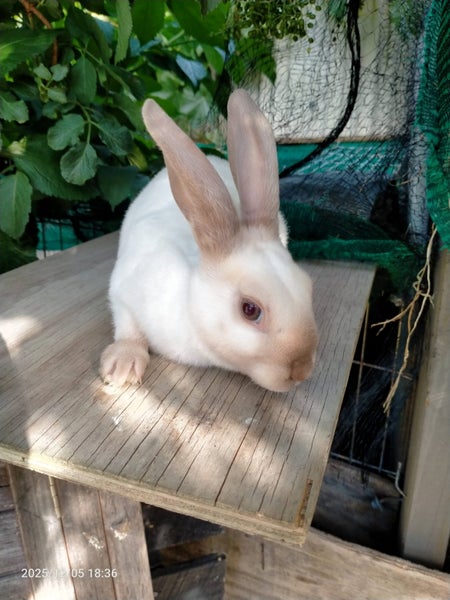 Dutch & Minirex kits Carousel 4