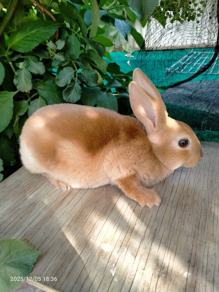 Dutch & Minirex kits Carousel 2