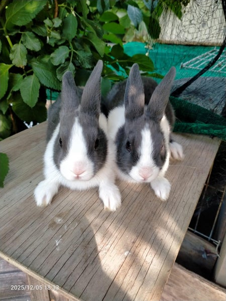 Dutch & Minirex kits Carousel 6