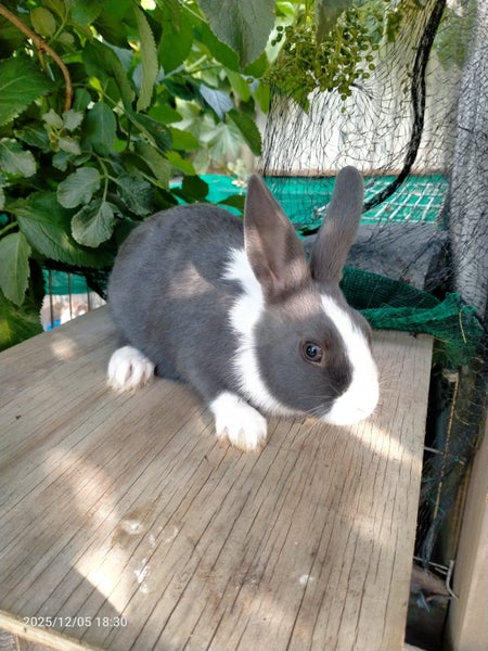 Dutch kits Carousel 1