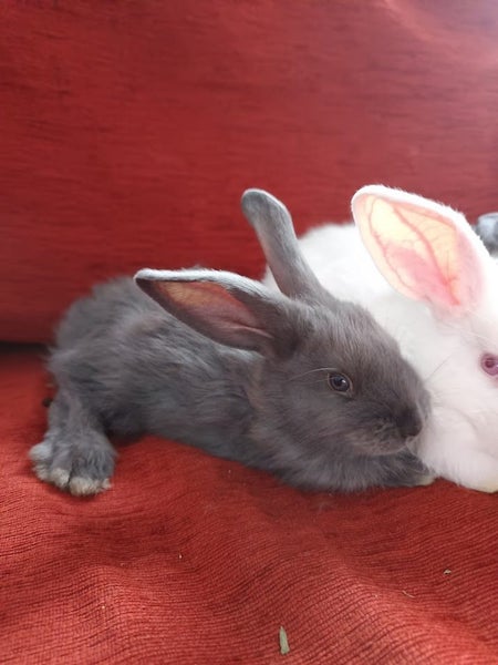 Purebred Flemish Giants Carousel 15