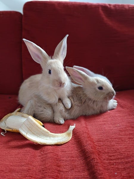 Purebred Flemish Giants Carousel 1