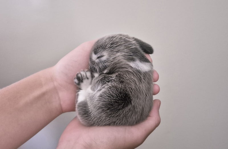 Adorable Minilop Baby Bunnies Carousel 1