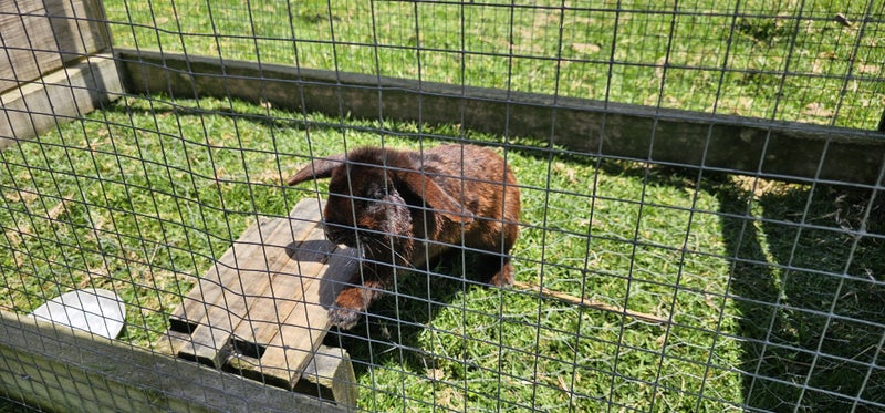Adorable Minilop Baby Bunnies Carousel 8