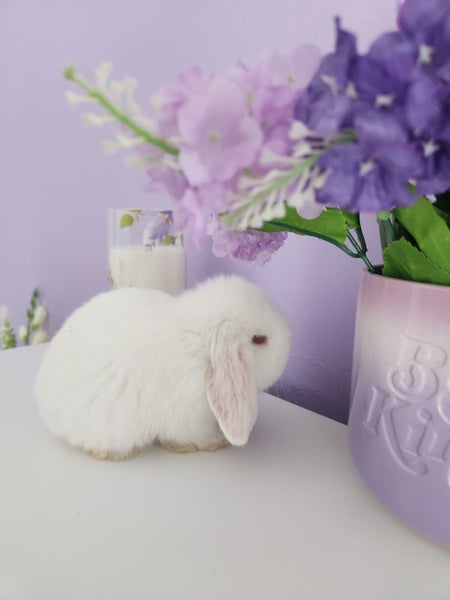 Mini Lop Rabbit kits Carousel 2