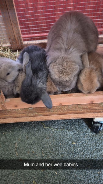 Mini lop (cashmere) Carousel 1