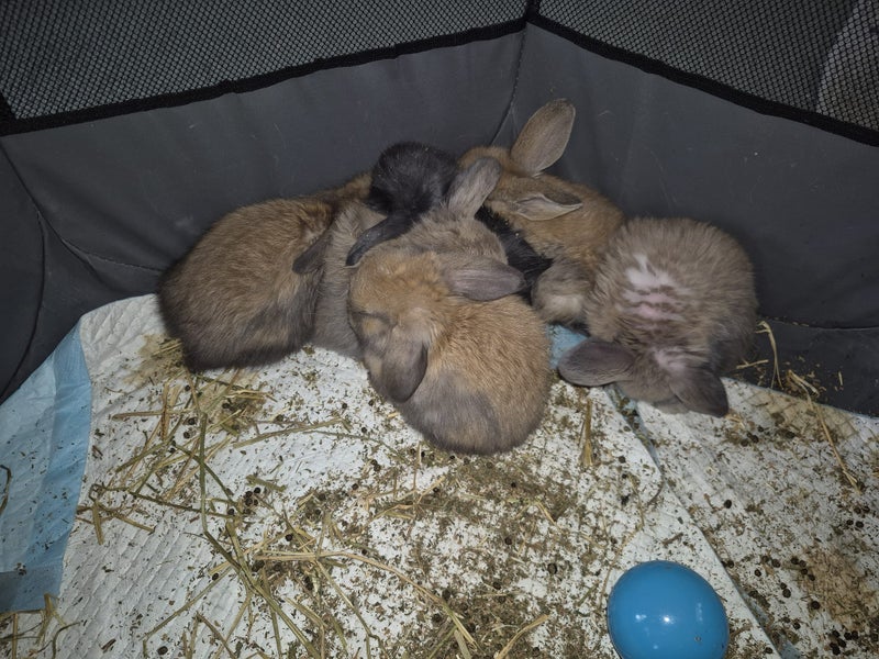 Mini lop (cashmere) Carousel 2