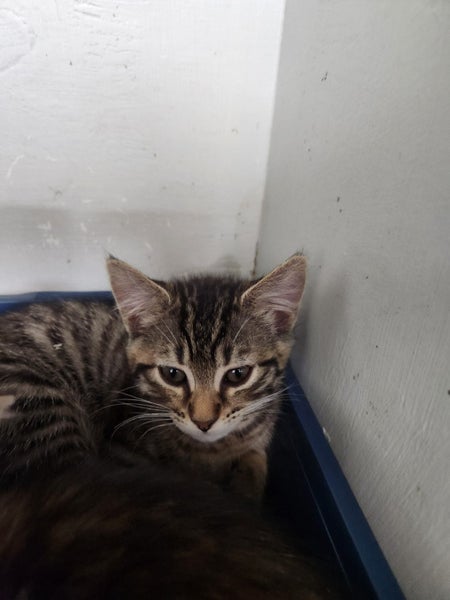 Orphans, Domestic short hair kittens Carousel 2