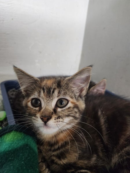 Orphans, Domestic short hair kittens Carousel 3