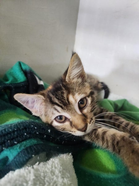 Orphans, Domestic short hair kittens Carousel 1