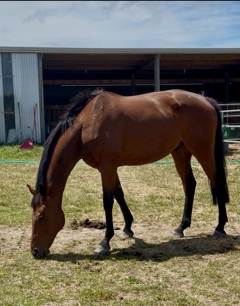 Paddock mate64649383664130110