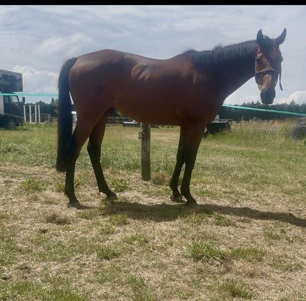 Paddock mate64649383664130111