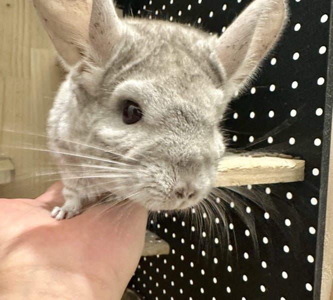 Chinchillas, enclosure & accessories Carousel 2