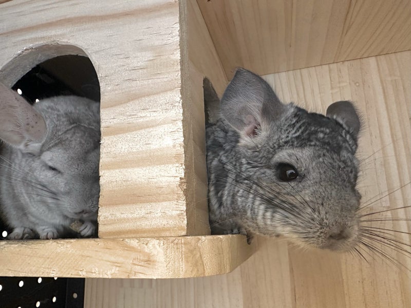 Chinchillas, enclosure & accessories Carousel 1