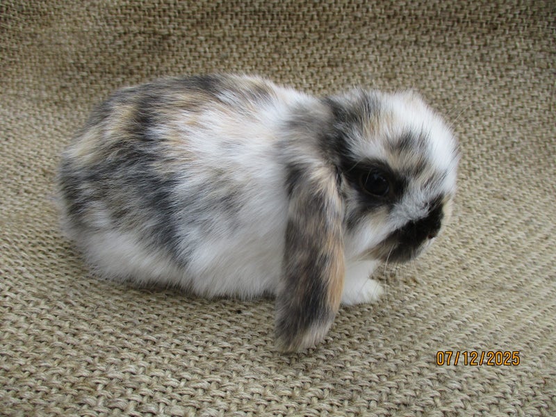 Mini Lop Rabbits Carousel 1