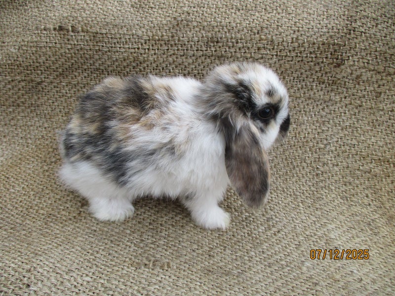 Mini Lop Rabbits Carousel 2