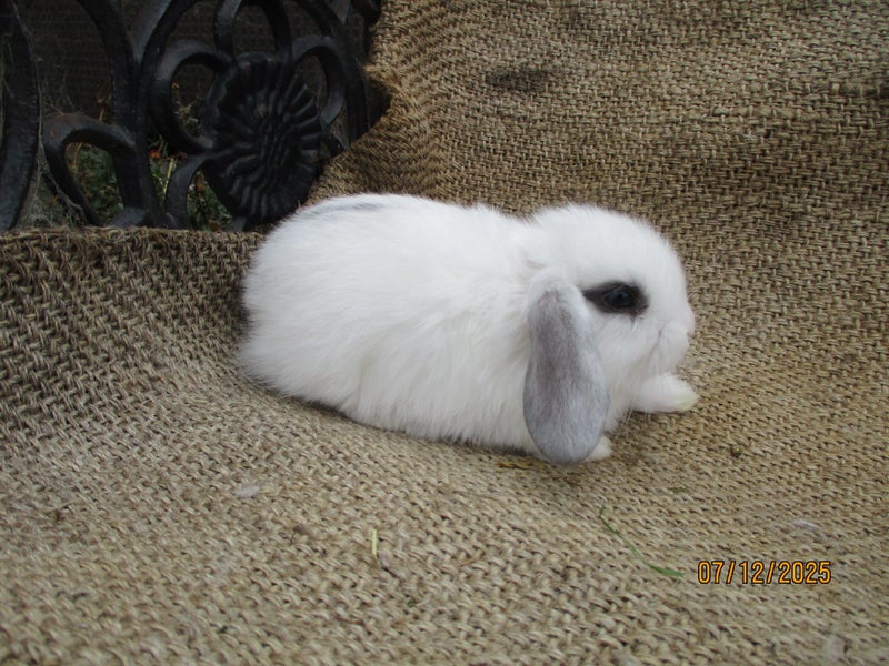 Mini Lop Rabbits Carousel 15