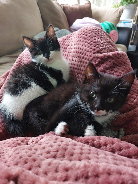 Binx and Benny Carousel 1