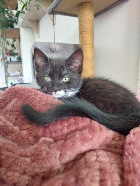 Binx and Benny Carousel 2