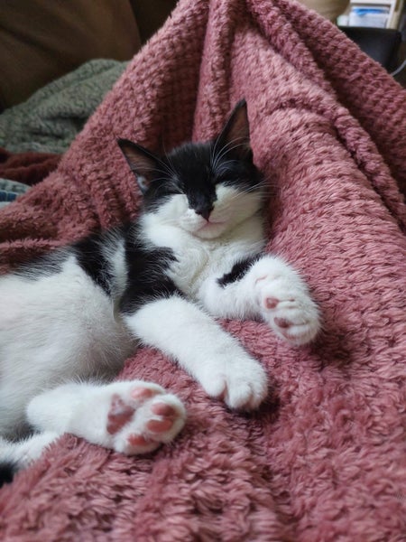 Binx and Benny64650174342146112