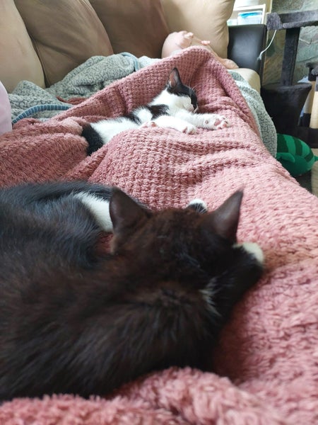 Binx and Benny64650174342146113