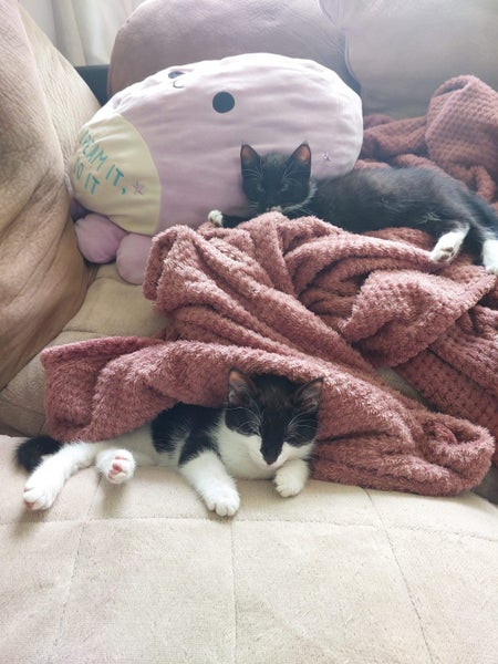 Binx and Benny64650174342146114