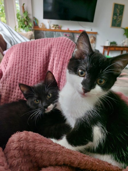 Binx and Benny Carousel 8