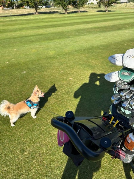 Roo - Chihuahua x Maltese Carousel 6