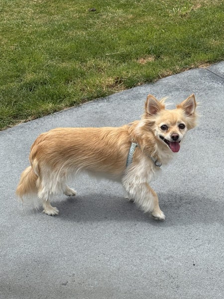 Roo - Chihuahua x Maltese Carousel 2