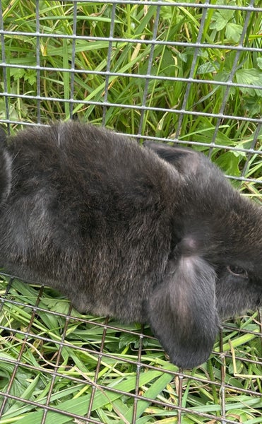 Baby lop eared bunnies Carousel 2