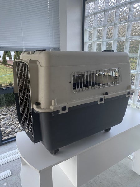 MINILOPS Males Carousel 2