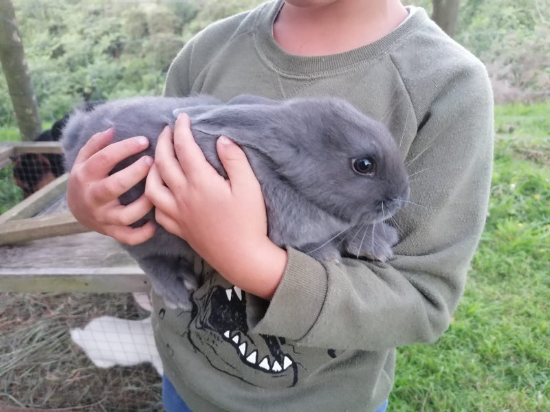 Flemish Giant Rabbits Carousel 5