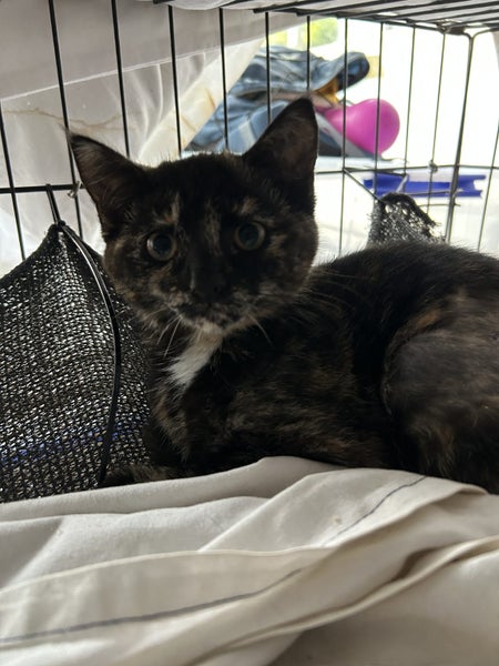 Sweet Torti Kitten Desexed Carousel 3