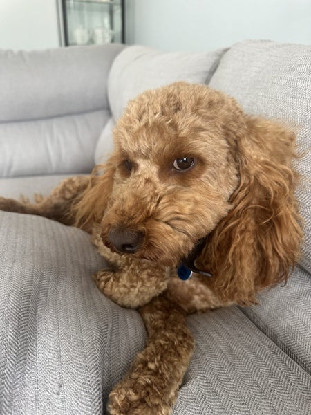 Beautiful Cavoodle Stud fully DNA tested Carousel 1