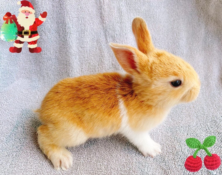 Pure Blood Flemish Giant Baby Rabbits Carousel 1