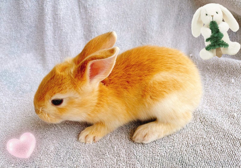 Pure Blood Flemish Giant Baby Rabbits Carousel 2