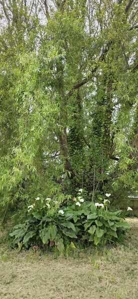 Spacious section by the sea64659582961794114