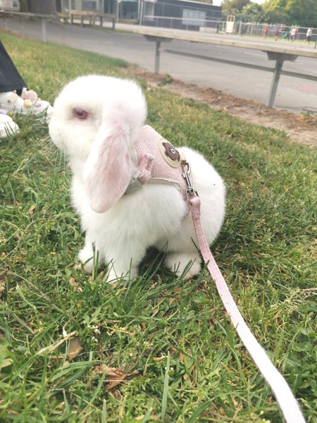 Adorable minilop baby bunnies for sale Carousel 5