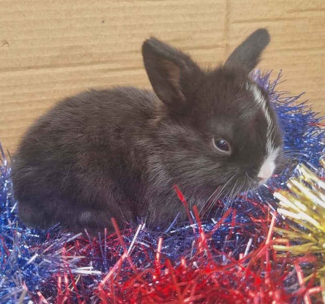 Minilop bunnies Carousel 2